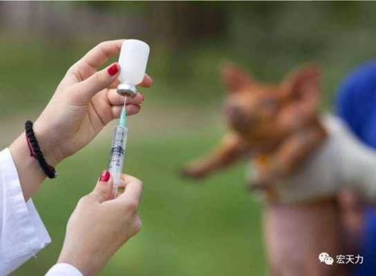 打完狂犬疫苗能散步,打完狂犬疫苗能跑步去吗 -图1
