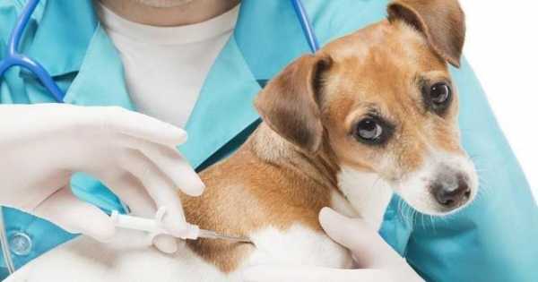狗狗打过狂犬疫苗拉肚子怎么办-狗狗打过狂犬疫苗拉肚子-图2