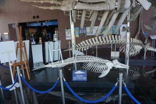  鲸鱼骨有什么说法「鲸鱼骨贵吗」-图1