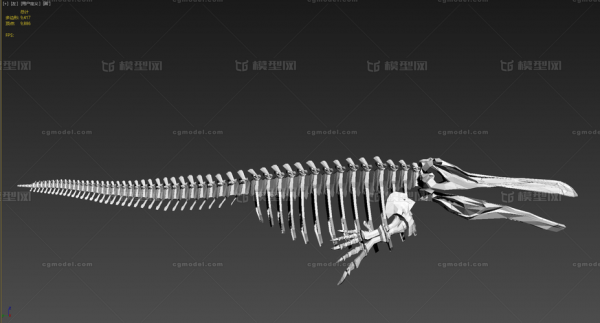  鲸鱼骨有什么说法「鲸鱼骨贵吗」-图2