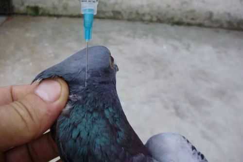 鸽子需要打针吗 鸽子需要打疫苗吗-图2
