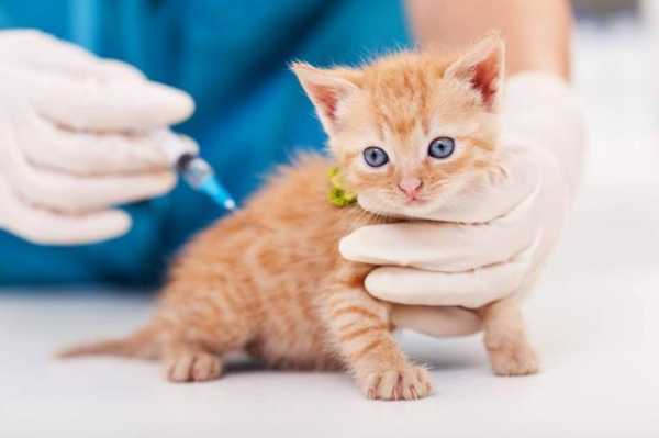 打猫疫苗有副作用,打猫疫苗有副作用吗 -图1