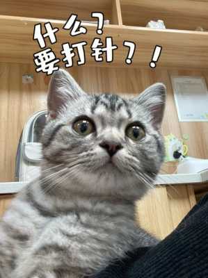 广州猫猫打疫苗-图2
