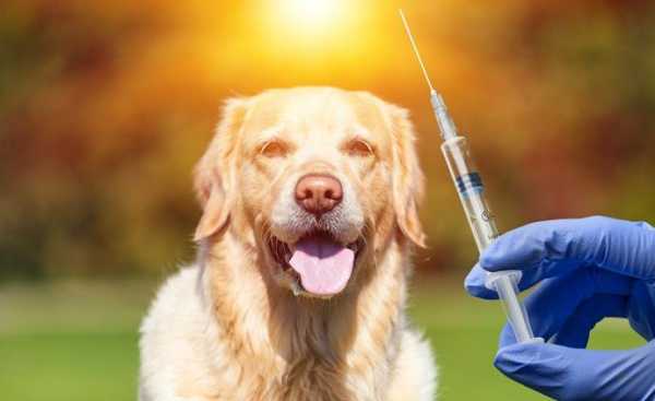  狗打疫苗不消肿「狗打疫苗肿了怎么办」-图2