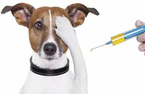 狗狗打完驱虫多久疫苗好-图1