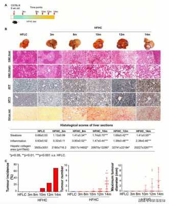  鼠Bad免疫组化试剂盒「小鼠免疫组化染色结果怎么看」-图2