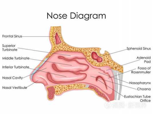 鼻口袋是什么生物-图2