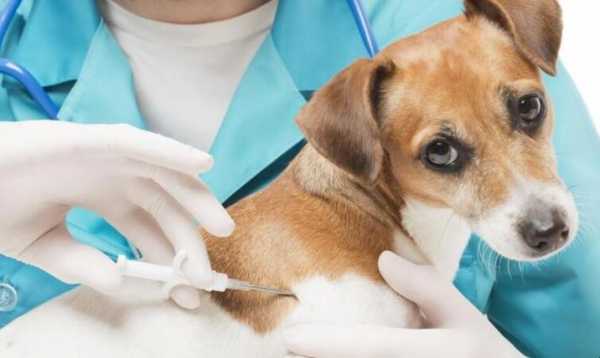  刚刚打完疫苗的狗狗「刚打完疫苗的小狗」-图2