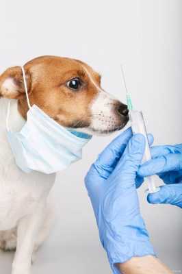 怎样辨别狗是否打过疫苗-图2