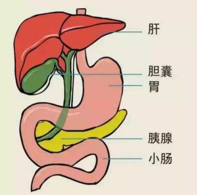 胆汁是什么器管分泌的,胆汁是什么器官产生的 -图3