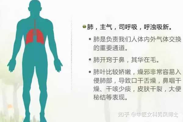  心肺的作用和功能是什么「心肺指的是什么器官」-图1