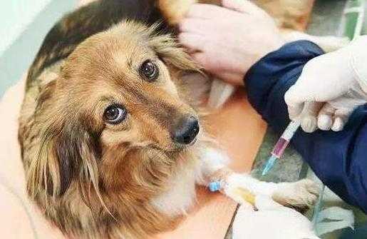  小狗疫苗可以自己打吗「小狗疫苗可以自己打吗多少钱」-图1