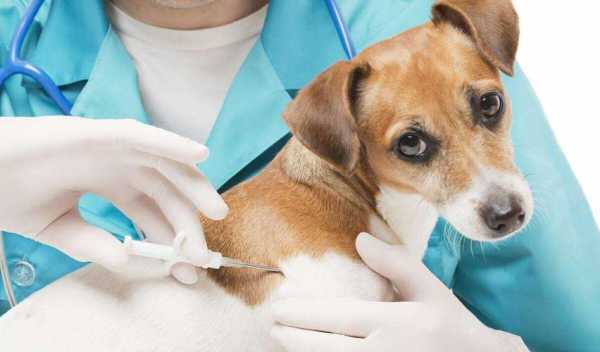 小狗狗打了疫苗吐了是怎么回事-小狗打完疫苗吐正常吗-图2