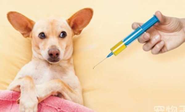 小狗狗打了疫苗吐了是怎么回事-小狗打完疫苗吐正常吗-图1