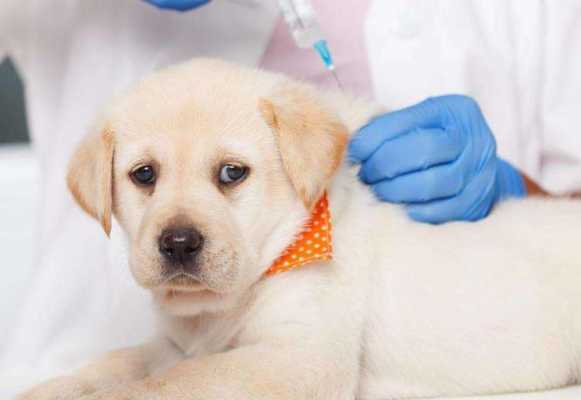 小狗狗打了疫苗吐了是怎么回事-小狗打完疫苗吐正常吗-图3