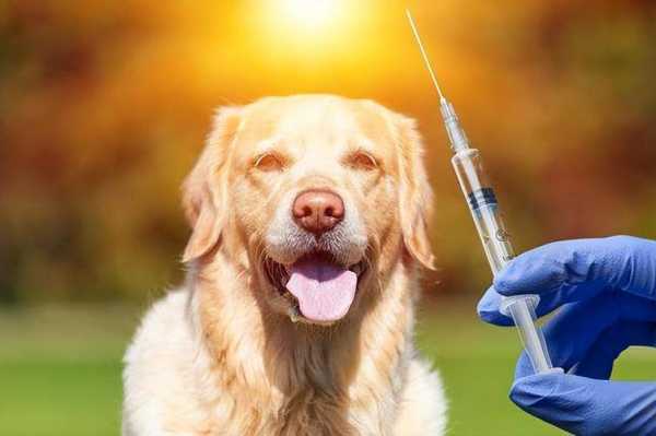 狗狗打过疫苗后发抖-图3