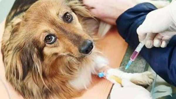 狗狗打过疫苗后发抖-图2