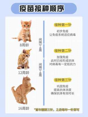 小猫接种疫苗（小猫接种疫苗注意事项）-图1