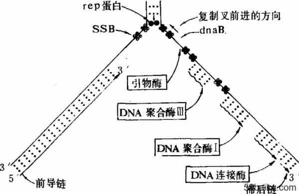  dna合成的引物是什么「dna合成过程中引物的主要作用是」-图1