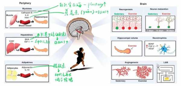 运动能让大脑释放让人感到愉悦的内啡肽 什么运动内啡肽-图1
