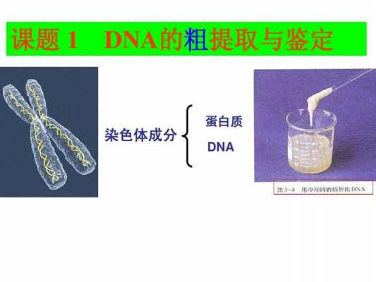  DNA去除试剂是什么「去除dna样品中的蛋白质」-图3