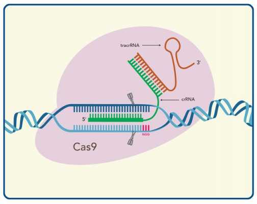 cas9蛋白具体结构 cas9蛋白是什么-图1