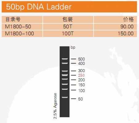 bm2000 dnamarker-2000bpDNAmarker是什么意思-图2