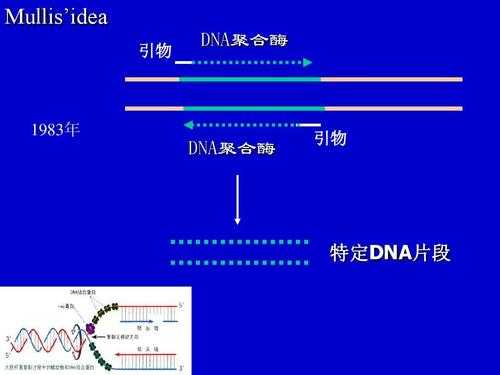 dna合成引物是什么_dna合成产物-图1