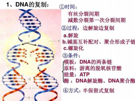 dna合成引物是什么_dna合成产物-图2