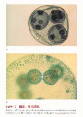 为什么说团藻是原生动物而不是多细胞动物? 团澡是什么生物-图1