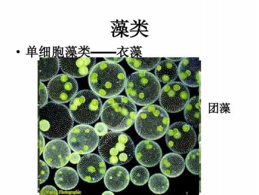 为什么说团藻是原生动物而不是多细胞动物? 团澡是什么生物-图2