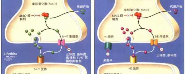 单胺氧化酶是-图2
