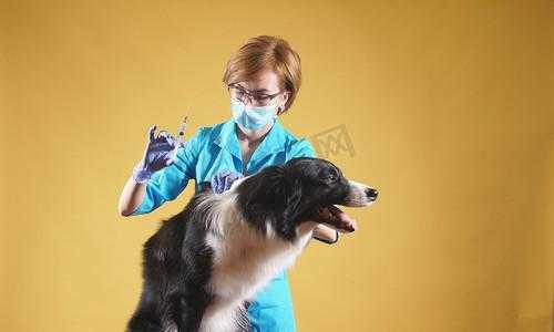 给狗打疫苗的图片-图2