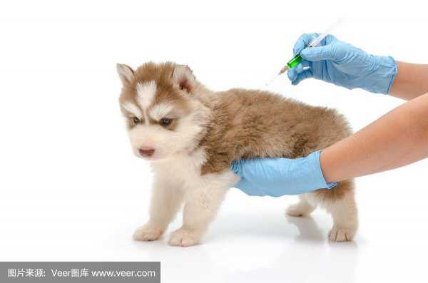 给狗打疫苗的图片-图3
