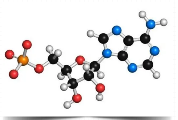  腺苷是干什么的「腺苷在化妆品中的作用与功效」-图2