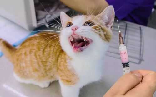 家猫打疫苗没有打血清（猫疫苗没打全会怎么样）-图1