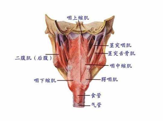 吞咽的肌肉叫什么_吞咽的肌肉叫什么名字-图1