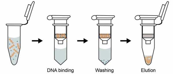 柱提法提取dna-柱式DNA提取试剂盒的原理-图1