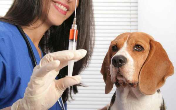 狗狗打过疫苗后叫,狗狗打完疫苗叫唤 -图2