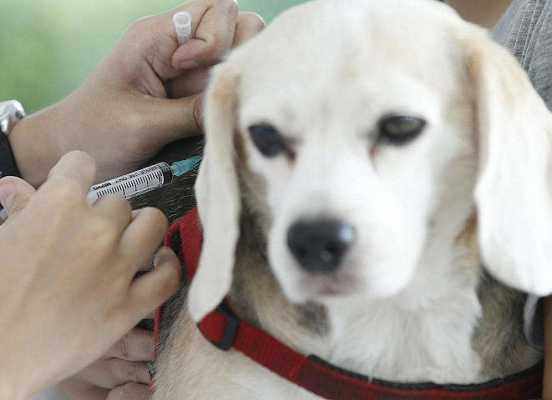 狗狗打过疫苗后叫,狗狗打完疫苗叫唤 -图3