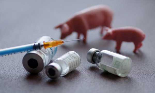 猪进口疫苗价格_猪疫苗的价格-图1