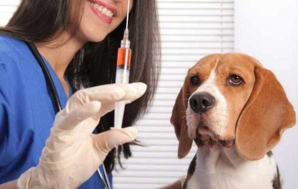 狗狗打了疫苗后几天可以出门-图3