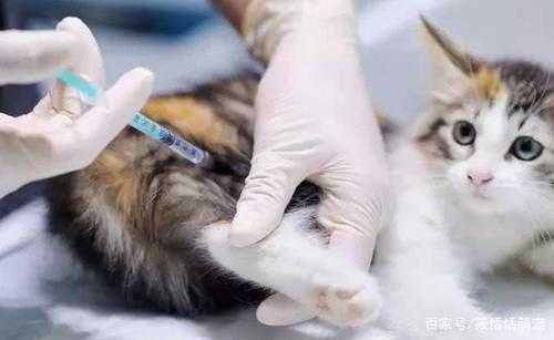 猫不打疫苗会得猫瘟吗 猫不打疫苗-图1