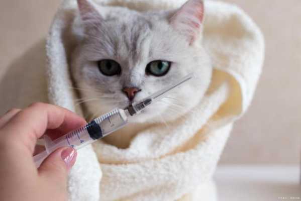 猫不打疫苗会得猫瘟吗 猫不打疫苗-图3