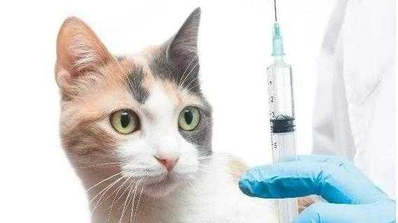 猫不打疫苗会得猫瘟吗 猫不打疫苗-图2