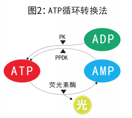 atp检测法-图3