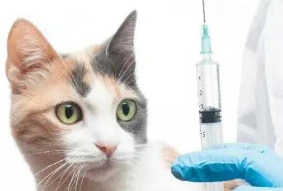 猫咪拉稀打疫苗有影响吗-猫咪拉稀打疫苗-图3