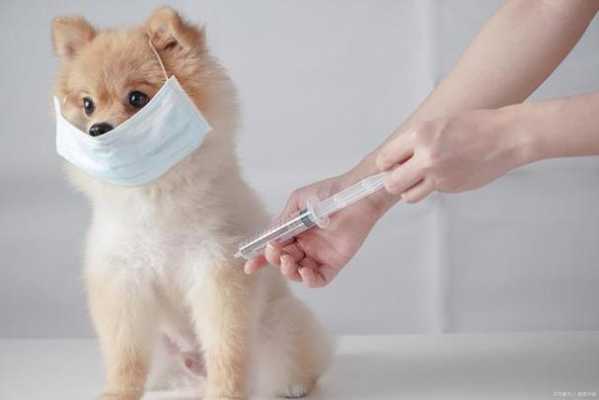 狗疫苗打好多久可以洗澡 狗疫苗打好多久-图3