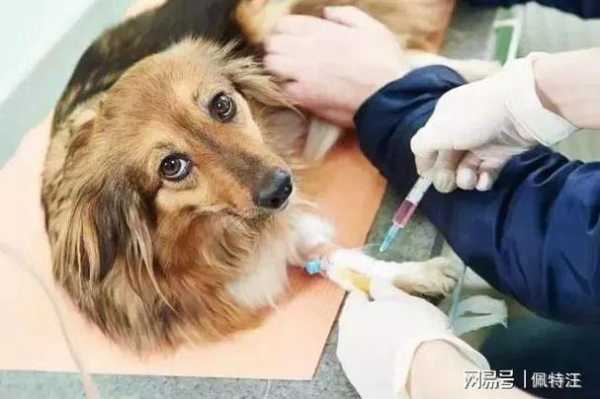 狗狗打疫苗一针多少钱-图1
