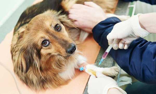  小狗打疫苗的目的「狗打疫苗是干嘛的」-图1